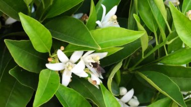 A bee collects nectar from an orange flower. Orange honey. 4K video. Slow motion.
