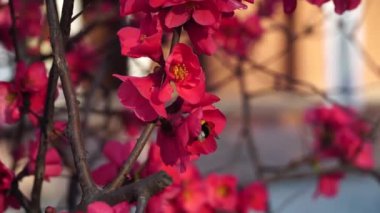 Bal arısı çiçek nektarı toplar. Kırmızı çiçek. Çekim 4k