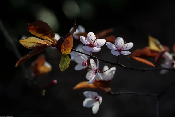 Pink blossom sakura flowers on a spring day in the black background. Cherry evening sunset — Stock Photo, Image