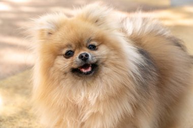 pomeranian köpek portre evde, köpek yavrusu