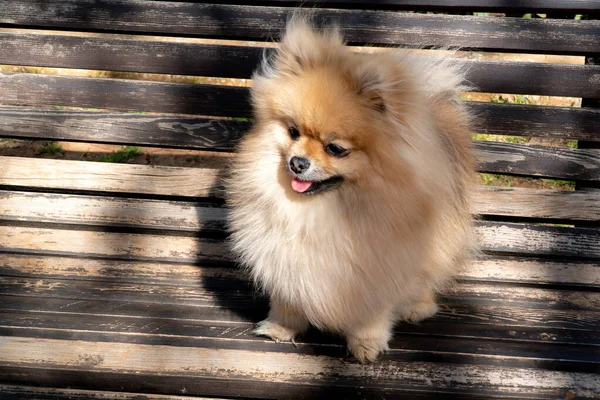 Pomerániai Spitz Krémszínű Fotó Padon Kutya Legjobb Barátom — Stock Fotó