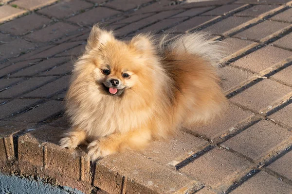 포메라니안 스피츠가 끝나고 갈색의 강아지 — 스톡 사진
