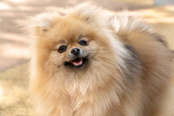 pomeranian köpek portre evde, köpek yavrusu