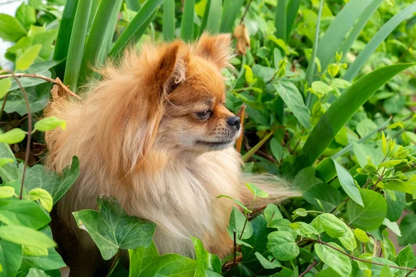 Kahverengi Sevimli Pomeranya Köpeği Çimenlerde Oturuyor — Stok fotoğraf