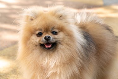 Gülümseyen pomeranya köpeğinin portresi..