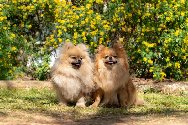 Dois Cachorros Spitzs Pomerânia Pequeno Cão Com Uma Boca Aberta — Fotografia de Stock