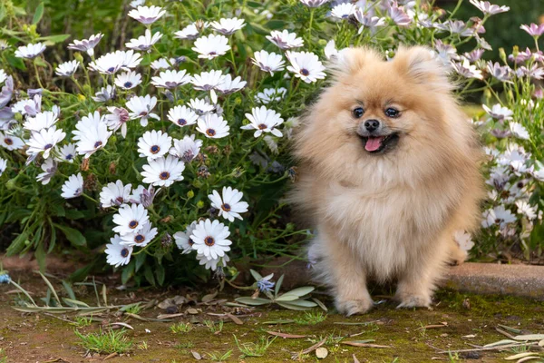 Cão Pomeranian Spitz Sentado Flores Flor Retrato Close Cão Pomeranian — Fotografia de Stock