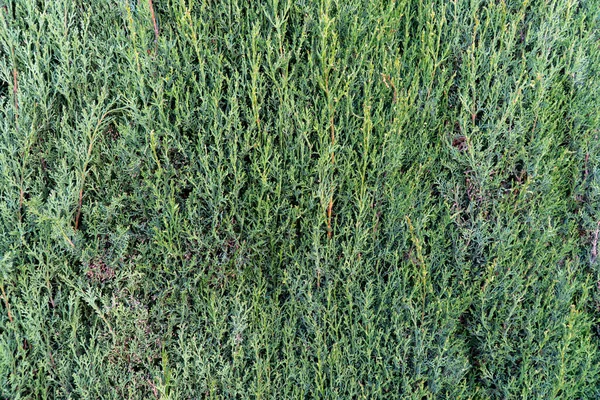 Fundo Verde Galhos Thuja Com Uma Planta Viva — Fotografia de Stock