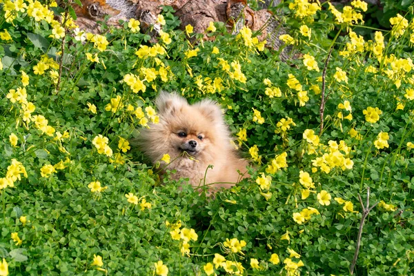 Bonito Fofo Charmoso Cabelos Vermelhos Pomeranian Spitz Grama Parque — Fotografia de Stock