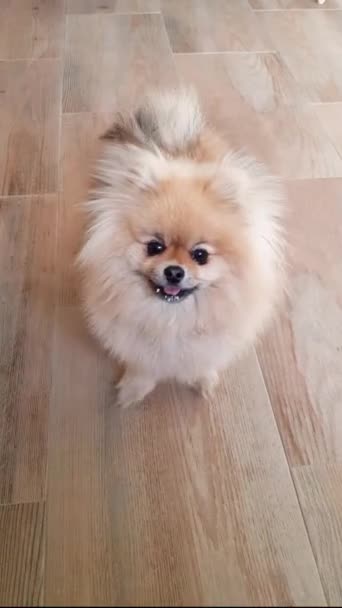 Cute Pomeranian Puppy Dog Mobile Video Looks Cute Camera Sneezes — Stock Video