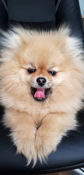 Ridiculous Spitz Dog Sits Black Background Cute Pomeranian Yawned Mobile — Stock Photo, Image