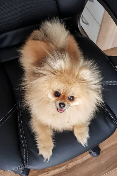 Směšný Plivač Sedí Černém Pozadí Roztomilý Pomeranian Usmál Mobilní Fotografie — Stock fotografie