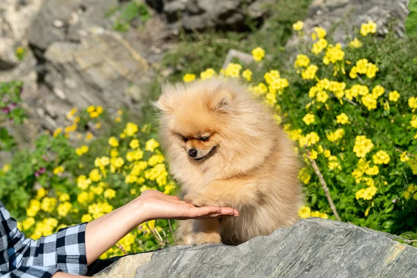 Pomeranian Spitz Štěně Pes Dává Tlapu Ženská Ruka Psi Jsou — Stock fotografie
