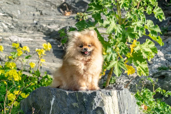 Pomeranya tükürüğü. Şirin pofuduk, sevimli kızıl saçlı Pomeranya Spitz parktaki çimlerin üzerinde büyümekte. Güneşli bir günde köpekle yürümek. Bir evcil hayvanla ilgilenmek.