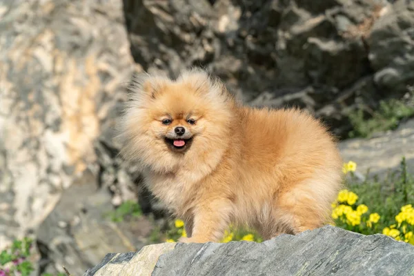 Şirin Pofuduk Sevimli Kızıl Saçlı Pomeranya Spitz Parktaki Stoun — Stok fotoğraf