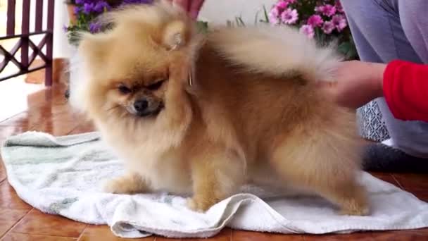 강아지 발코니에 집에서 포메라니안 강아지를 양치하고 포메라니안 스피츠 — 비디오