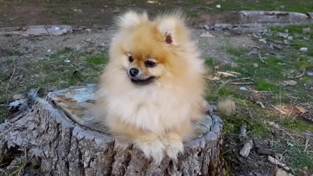 Filhote de cachorro Pomeranian deitado em um toco de árvore — Vídeo de Stock