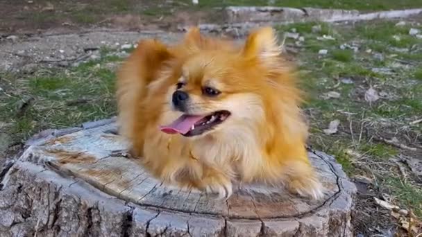 ポメラニア犬が木の切り株に横たわっている — ストック動画