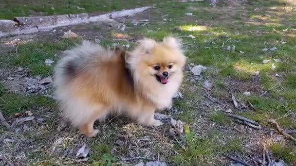 Filhote de cachorro do Spitz da Pomerânia fica na grama . — Vídeo de Stock