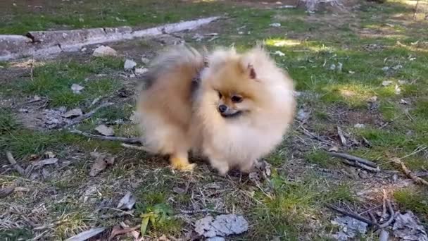 波美拉尼亚斯皮茨犬站在草地上. — 图库视频影像