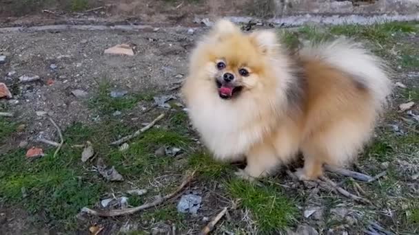Puppy of the Pomeranian Spitz stands on the grass. — Stock Video
