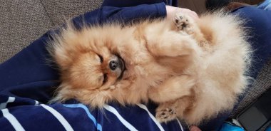 Şirin kahverengi Pomeranya köpek yavrusu tükürüğü pençelerini kaldırmış. - Sahibinin ellerinde. Mobil fotoğrafçılık