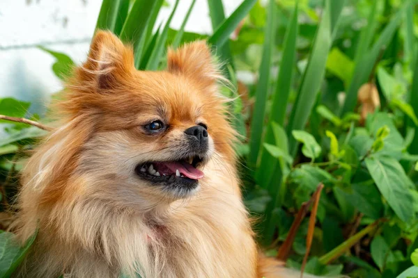 Портрет Померанской милой собачки в траве. Шпиц веселый в траве. Улыбающаяся собака — стоковое фото
