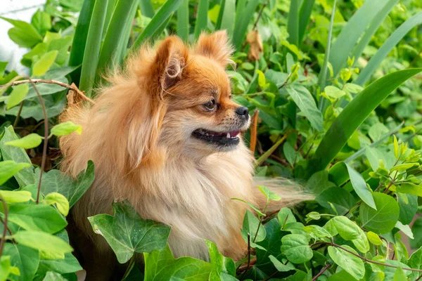 Un viejo perro pomerano marrón descansando en el patio cubierto de hierba. Retratos tumbados en la hierba verde . — Foto de Stock