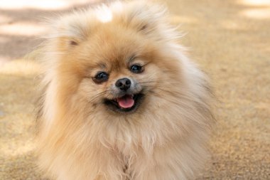 Şirin pomeranya köpeği, kameraya bakan komik bir köpek yavrusu. Portreyi kapat.