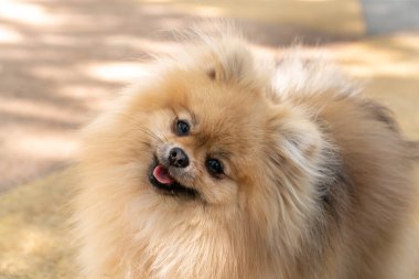 Kameraya bakıp gülümseyen komik ve sevimli kremalı bir Pomeranya köpeği. Eski tarz, bulanık arkaplan ile seçici odak.
