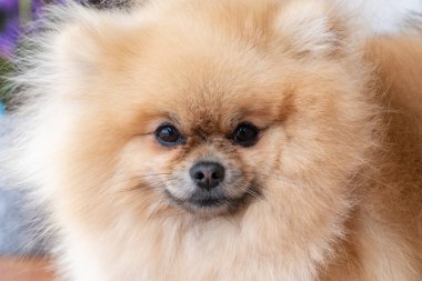 Kabarık tüylü bir Pomeranya köpeği portresi.