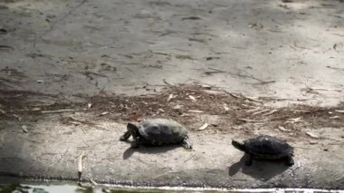 Parktaki küçük bir gölette gölün kenarında yürüyen iki küçük güzel kaplumbağa. Kaplumbağa yavruları