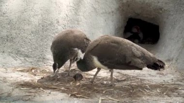 Bir tavus kuşu ailesi parkta yürür. Annem, babam ve Tavuskuşu Pilici