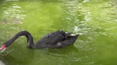Güzel bir siyah kuğu göldeki suda yüzer ve yeşil otları yer. Siyah kuğu yiyor.