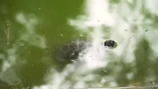 動物園公園の小さな池で美しい小さなカメの水泳 かわいい亀が水中で泳ぐ — ストック動画