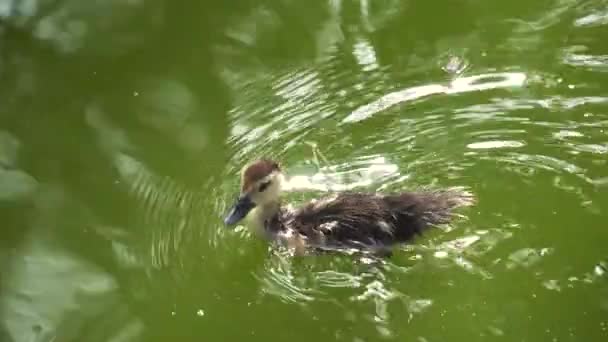 공원에 연못에서 수영하는 아름다운 새끼입니다 귀여운 오리는 속에서 헤엄을 동영상 — 비디오