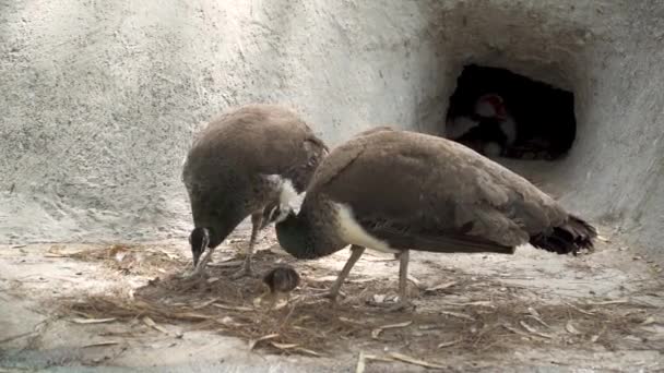 Familj Påfåglar Utomhus Går Park Mamma Pappa Och Peacock Chick — Stockvideo