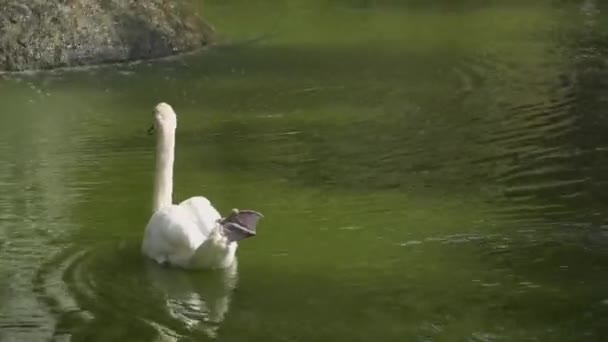 Bacağı Gerilmiş Beyaz Bir Kuğu Parktaki Göl Suyunda Yüzer — Stok video