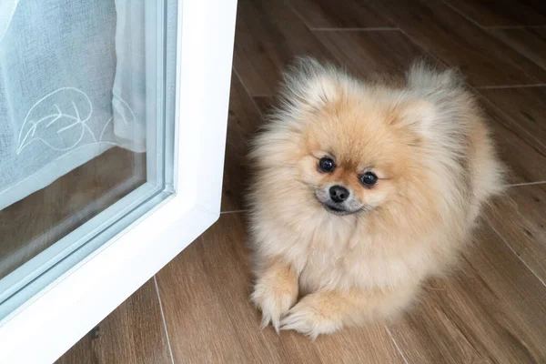 Pomeranya Tükürük Köpeği Açık Pencerenin Yanında Yerde Yatıyor Güzel Köpek — Stok fotoğraf