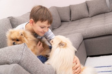 Oynayan sevimli çocuk ve sevgi dolu köpekleri kucaklayan Pomeranian Spitz. Çocuk evde köpeklerle oynuyor..