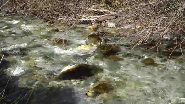 Czysta Woda Górskie Tło Rzeki Zbliżenie Kamieni Czystej Czystej Przezroczystej — Wideo stockowe
