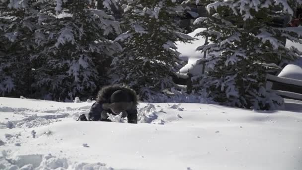 Çocuk Ormanda Karda Yuvarlanır Yuvarlanır Çocuk Kış Havasının Tadını Çıkarıyor — Stok video