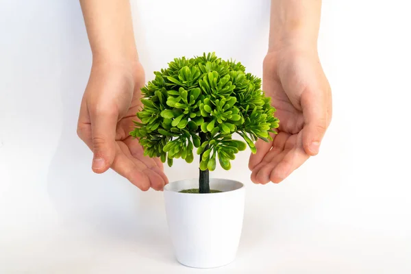 Child\'s hands protect plant. picture of couple hands with green sprout and ground. Save the plant