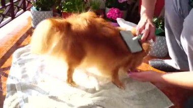 Kırmızı tüylü Pomeranya köpekleri evlerinin balkonunu tarıyor..