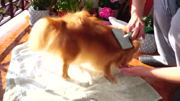 Κόκκινο Αφράτο Pomeranian Spitz Σκυλί Χτένισμα Στο Σπίτι Στο Μπαλκόνι — Αρχείο Βίντεο