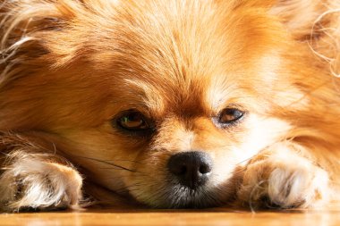 Küçük köpek yalan söylüyor. Üzücü bir ifade. Yorgun köpeğin yüzü. Görüntüyü kapat.