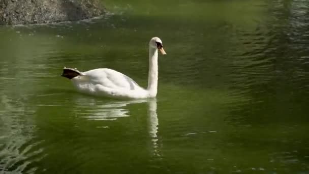 На озерній воді плаває білий лебідь з розтягнутою ногою. Лебединий вид — стокове відео