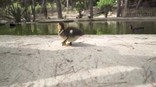 Guardamar de Segura, Costa Blanca, Espanha - 30 de julho de 2019: Parque Reina Sofia. Pequenos passeios de patinho ao longo do lago — Vídeo de Stock