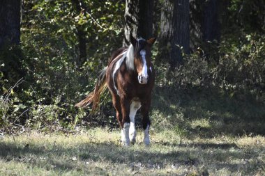 Güzel kahverengi at sonbaharda koşuyor.