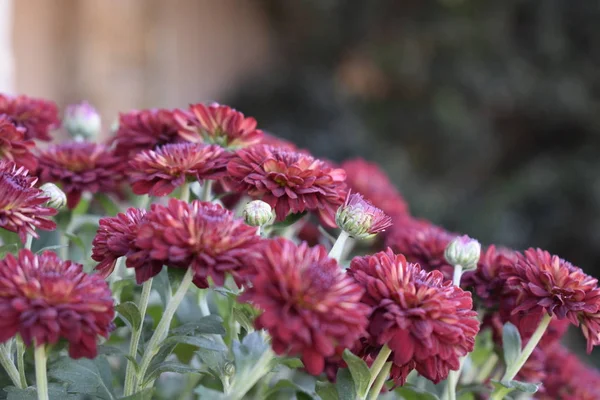 Lovely fall flowers - bunch of red garden mum close-up